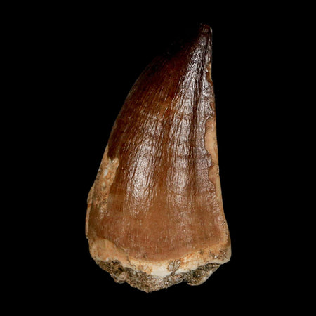 XL 2" Mosasaur Prognathodon Fossil Tooth Cretaceous Dinosaur Era COA & Stand