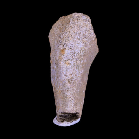 1.9" Corythosaurus Fossil Vertebrae Process Bone Judith River Cretaceous Dinosaur COA - Fossil Age Minerals