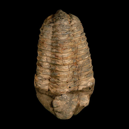 3.5" Flexicalymene Trilobite Fossil Ordovician Age Tazzarine Region Morocco COA
