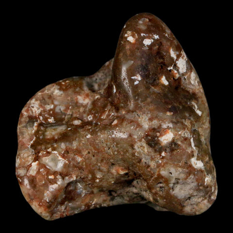 2" Sauropod Dinosaur Stomach Stone Gastrolith Rock Gizzard Stone COA - Fossil Age Minerals