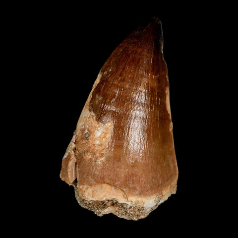 XL 2" Mosasaur Prognathodon Fossil Tooth Cretaceous Dinosaur Era COA & Stand