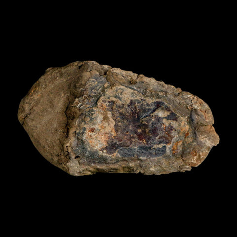 3.5" Flexicalymene Trilobite Fossil Ordovician Age Tazzarine Region Morocco COA - Fossil Age Minerals