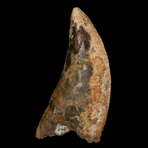 1.2" Nanotyrannus Tyrannosaurus Fossil Tooth Dinosaur Lance Creek WY COA Display - Fossil Age Minerals