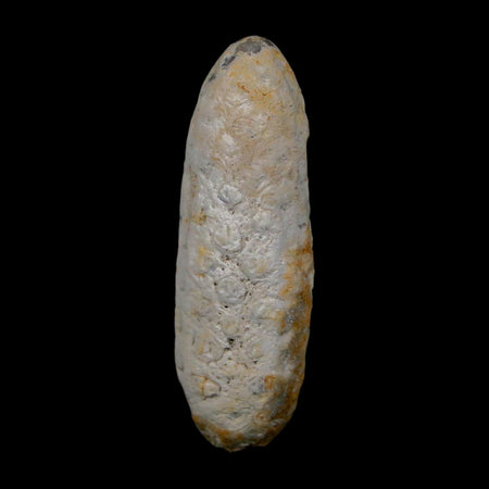 XL 2.1" Fossil Pine Cone Equicalastrobus Replaced By Agate Eocene Age Seeds Fruit