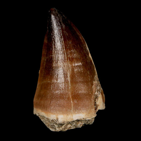 XL 2" Mosasaur Prognathodon Fossil Tooth Cretaceous Dinosaur Era COA & Stand