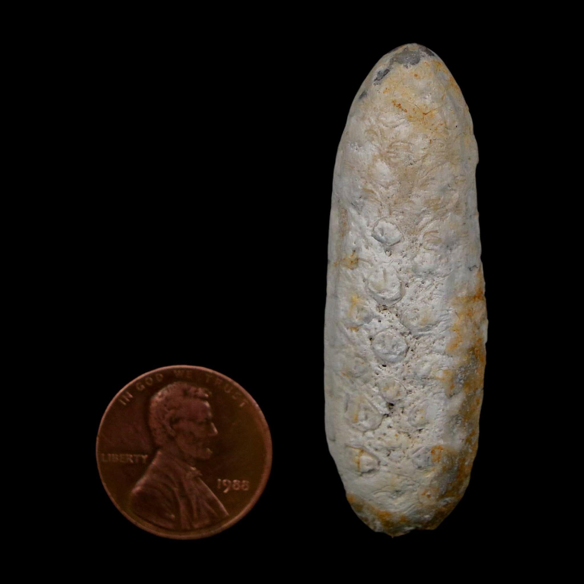 XL 2.1" Fossil Pine Cone Equicalastrobus Replaced By Agate Eocene Age Seeds Fruit - Fossil Age Minerals