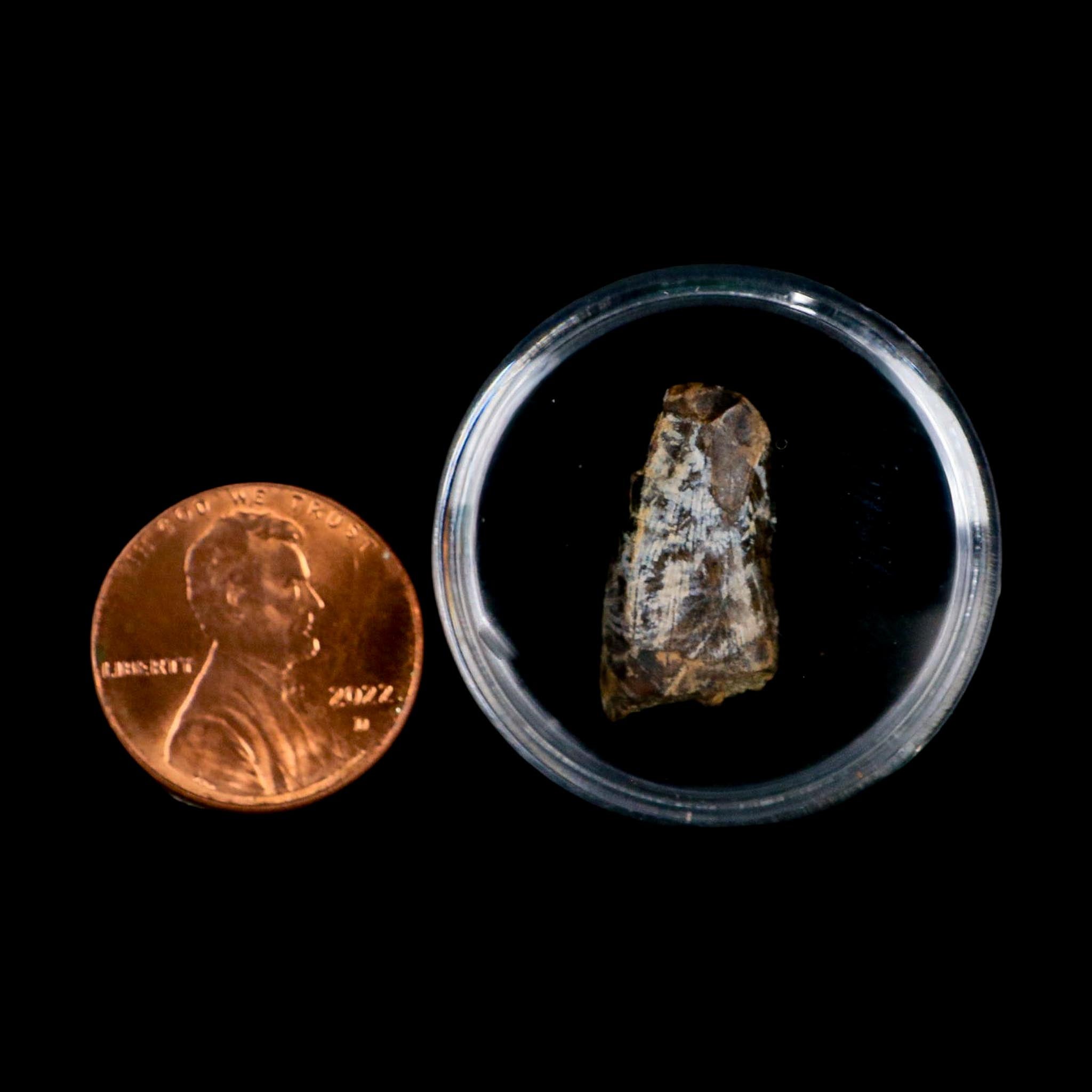 0.7" Tyrannosaur Fossil Tooth Cretaceous Dinosaur Judith River FM MT COA Display
