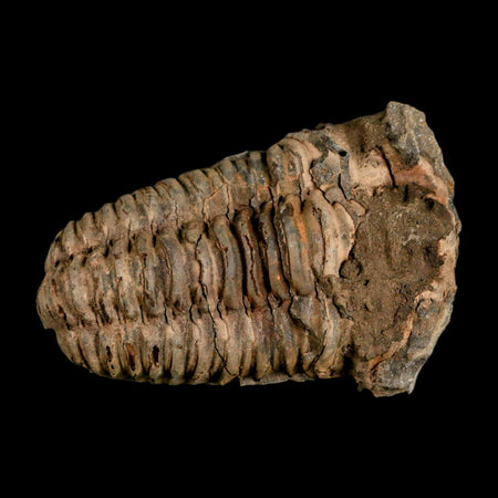 2.8" Flexicalymene Trilobite Fossil Ordovician Age Tazzarine Region Morocco COA