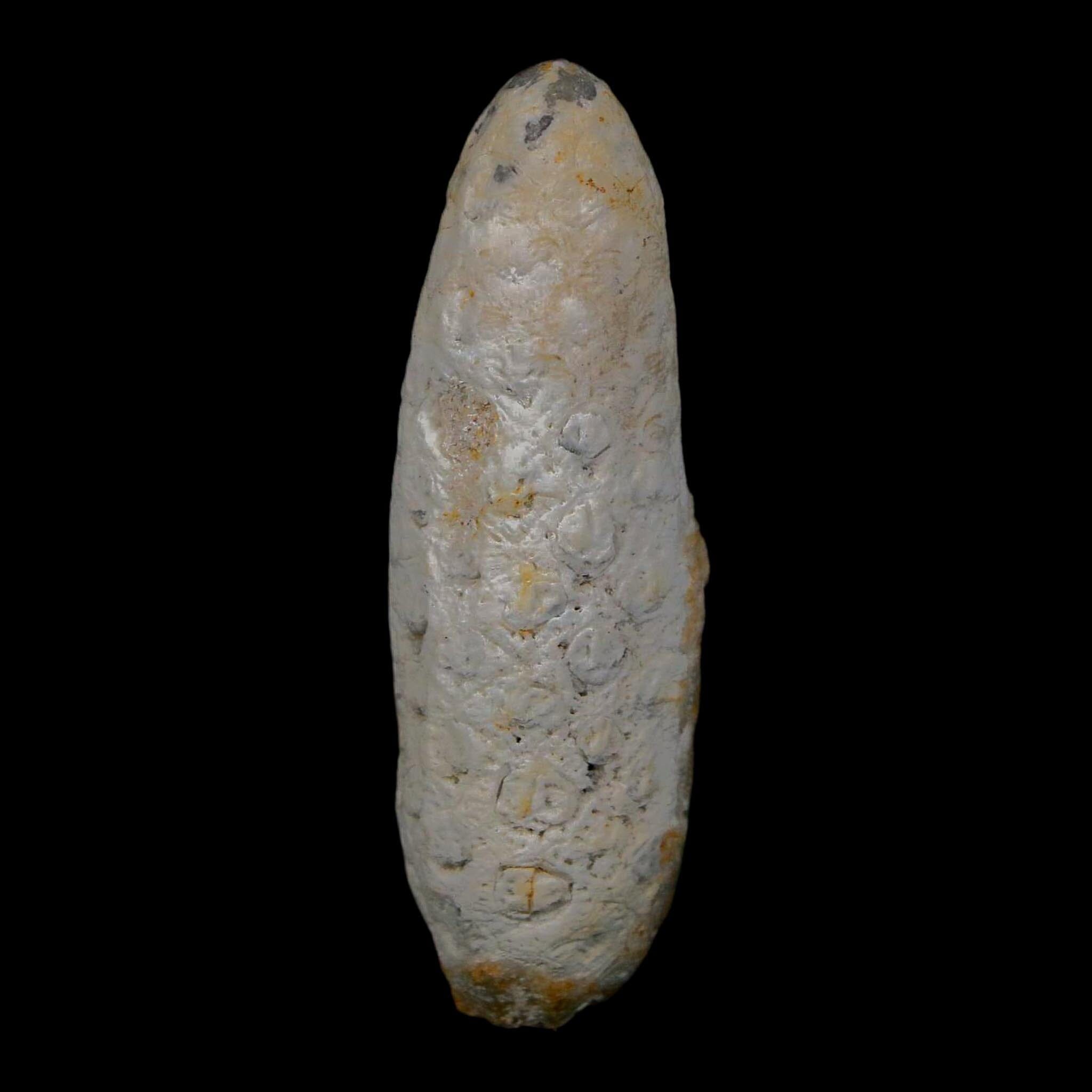 XL 2.1" Fossil Pine Cone Equicalastrobus Replaced By Agate Eocene Age Seeds Fruit - Fossil Age Minerals