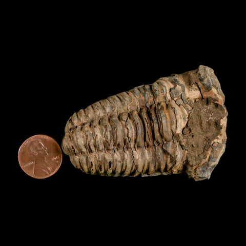 2.8" Flexicalymene Trilobite Fossil Ordovician Age Tazzarine Region Morocco COA - Fossil Age Minerals