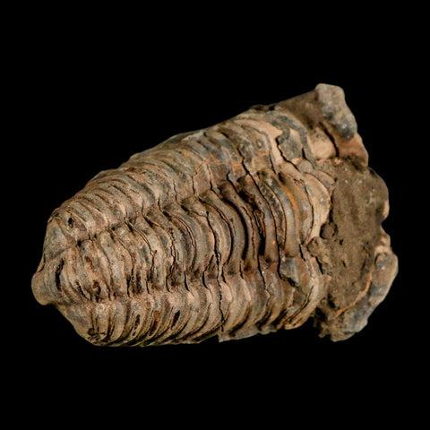 2.8" Flexicalymene Trilobite Fossil Ordovician Age Tazzarine Region Morocco COA - Fossil Age Minerals