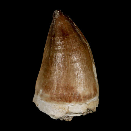 XL 2.1" Mosasaur Prognathodon Fossil Tooth Cretaceous Dinosaur Era COA & Stand