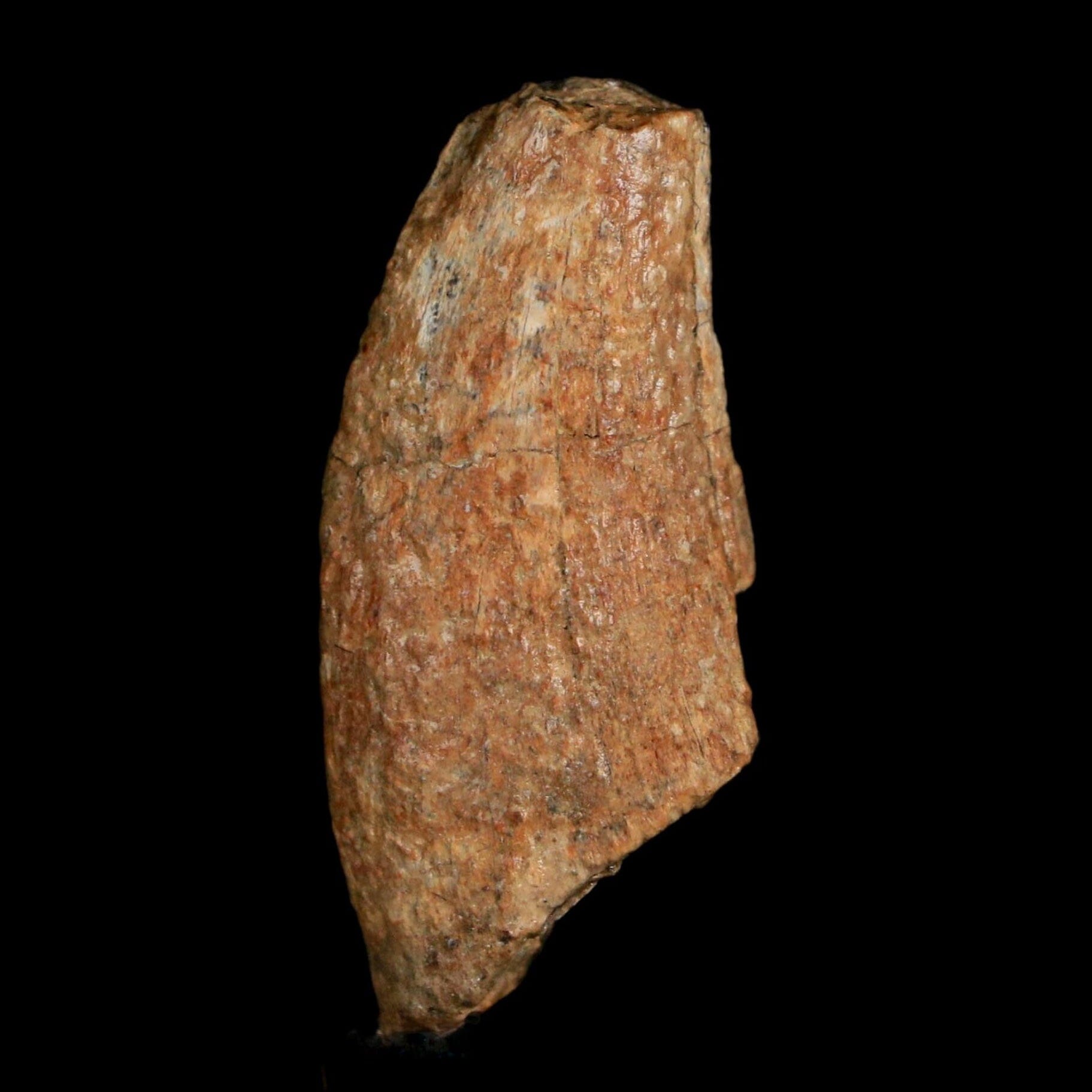 1.4" Tyrannosaurus Rex Fossil Tooth Lance Creek Cretaceous Dinosaur WY COA