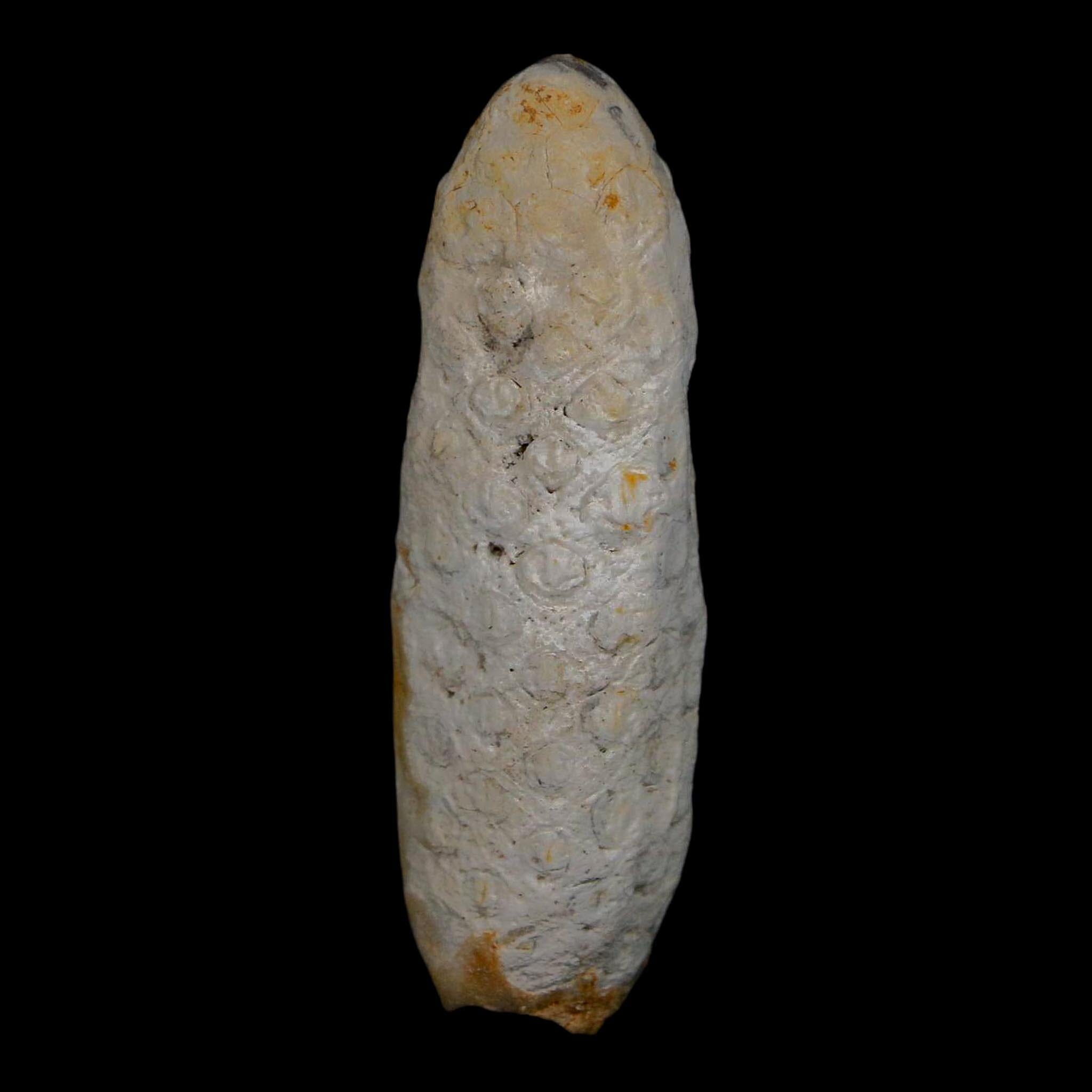 XL 2.1" Fossil Pine Cone Equicalastrobus Replaced By Agate Eocene Age Seeds Fruit - Fossil Age Minerals