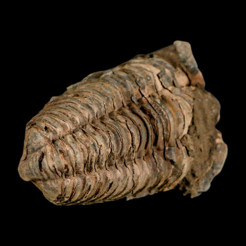 2.8" Flexicalymene Trilobite Fossil Ordovician Age Tazzarine Region Morocco COA - Fossil Age Minerals