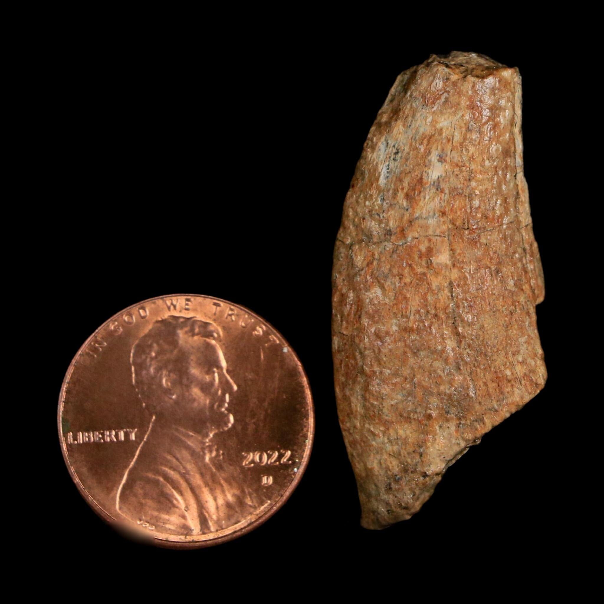1.4" Tyrannosaurus Rex Fossil Tooth Lance Creek Cretaceous Dinosaur WY COA