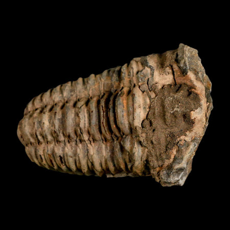 2.8" Flexicalymene Trilobite Fossil Ordovician Age Tazzarine Region Morocco COA