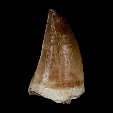 XL 2.1" Mosasaur Prognathodon Fossil Tooth Cretaceous Dinosaur Era COA & Stand