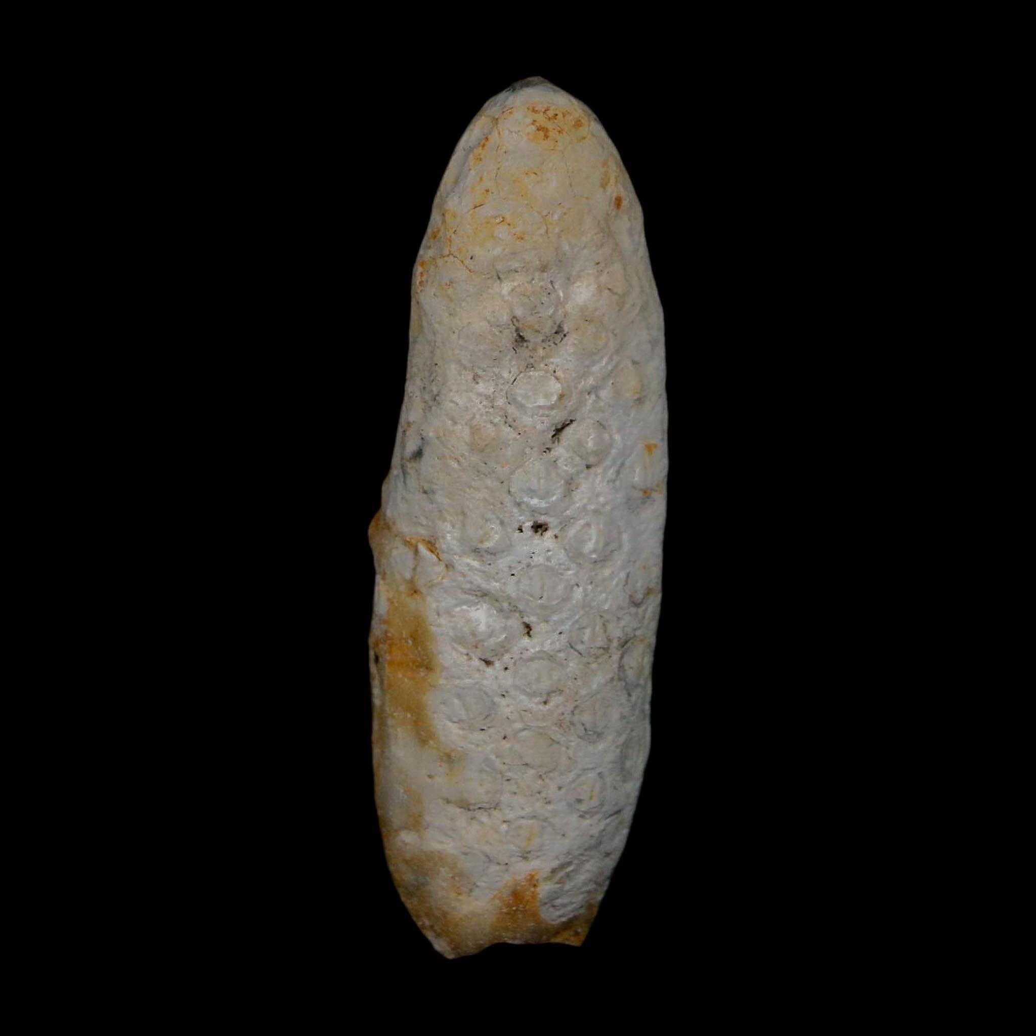 XL 2.1" Fossil Pine Cone Equicalastrobus Replaced By Agate Eocene Age Seeds Fruit - Fossil Age Minerals