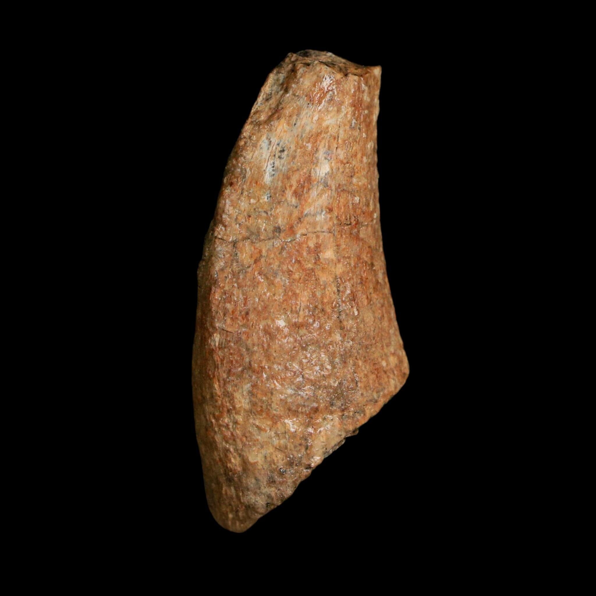 1.4" Tyrannosaurus Rex Fossil Tooth Lance Creek Cretaceous Dinosaur WY COA