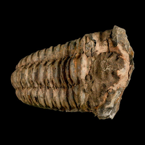 2.8" Flexicalymene Trilobite Fossil Ordovician Age Tazzarine Region Morocco COA - Fossil Age Minerals