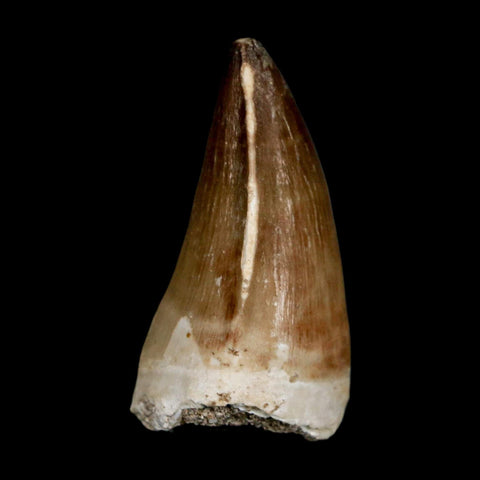 XL 2.1" Mosasaur Prognathodon Fossil Tooth Cretaceous Dinosaur Era COA & Stand