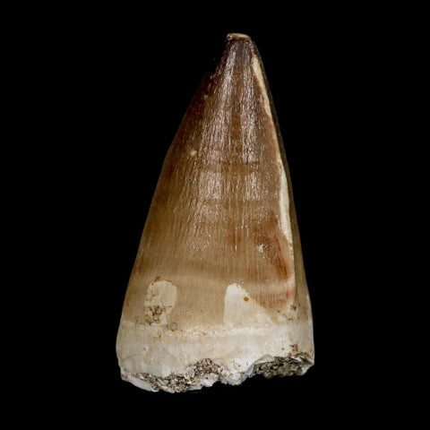 XL 2.1" Mosasaur Prognathodon Fossil Tooth Cretaceous Dinosaur Era COA & Stand