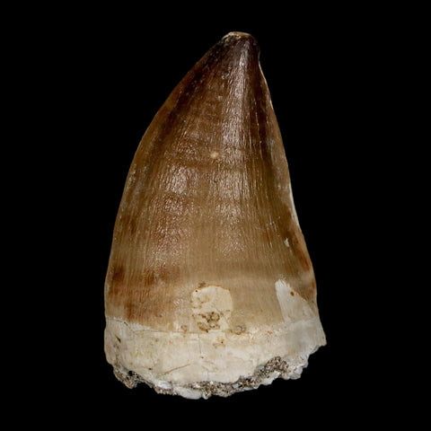 XL 2.1" Mosasaur Prognathodon Fossil Tooth Cretaceous Dinosaur Era COA & Stand