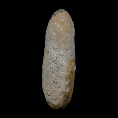 XL 2.1" Fossil Pine Cone Equicalastrobus Replaced By Agate Eocene Age Seeds Fruit