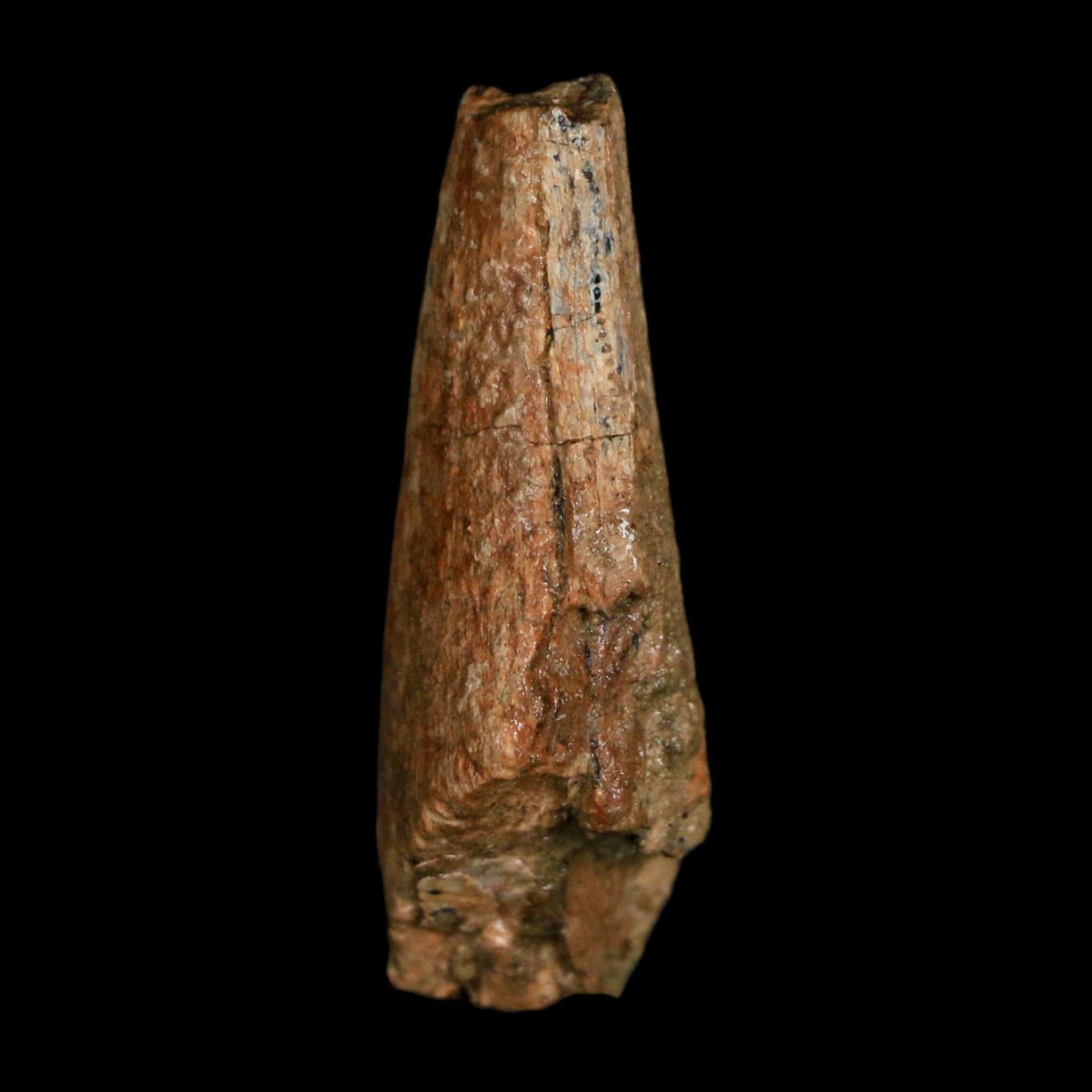 1.4" Tyrannosaurus Rex Fossil Tooth Lance Creek Cretaceous Dinosaur WY COA