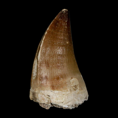 XL 2.1" Mosasaur Prognathodon Fossil Tooth Cretaceous Dinosaur Era COA & Stand