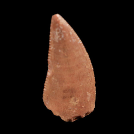 0.5" Abelisaur Serrated Tooth Fossil Cretaceous Age Dinosaur Morocco COA, Display
