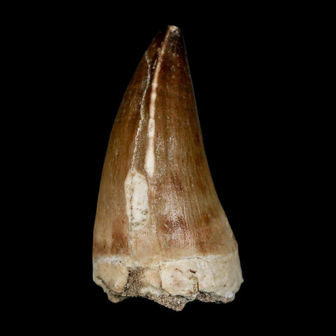 XL 2.1" Mosasaur Prognathodon Fossil Tooth Cretaceous Dinosaur Era COA & Stand