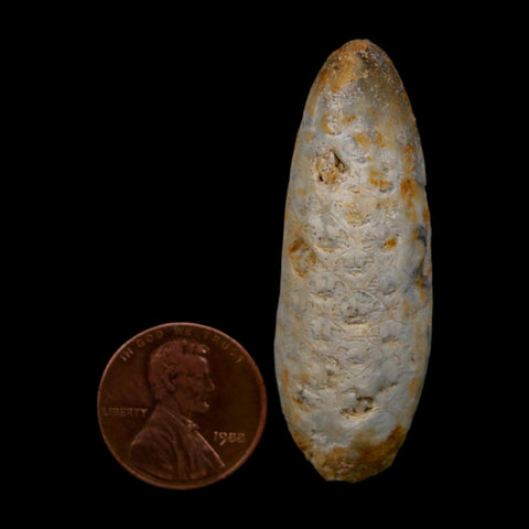 XL 2" Fossil Pine Cone Equicalastrobus Replaced By Agate Eocene Age Seeds Fruit