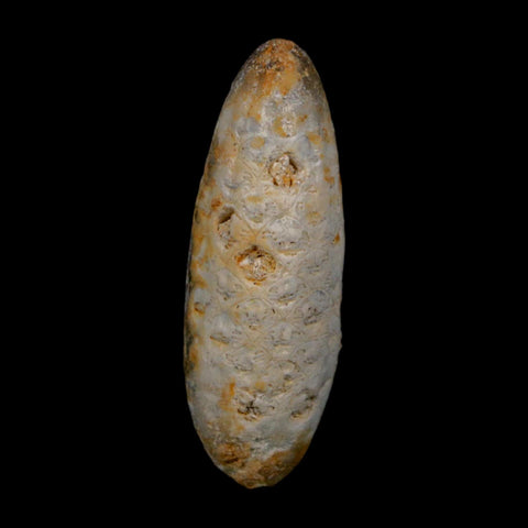 XL 2" Fossil Pine Cone Equicalastrobus Replaced By Agate Eocene Age Seeds Fruit