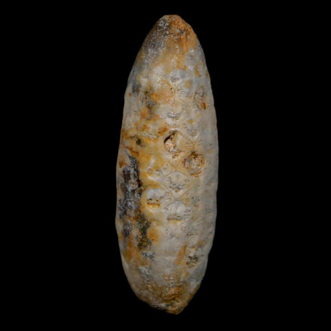 XL 2" Fossil Pine Cone Equicalastrobus Replaced By Agate Eocene Age Seeds Fruit