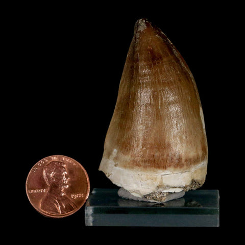 XL 2.1" Mosasaur Prognathodon Fossil Tooth Cretaceous Dinosaur Era COA & Stand