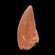 0.5" Abelisaur Serrated Tooth Fossil Cretaceous Age Dinosaur Morocco COA, Display