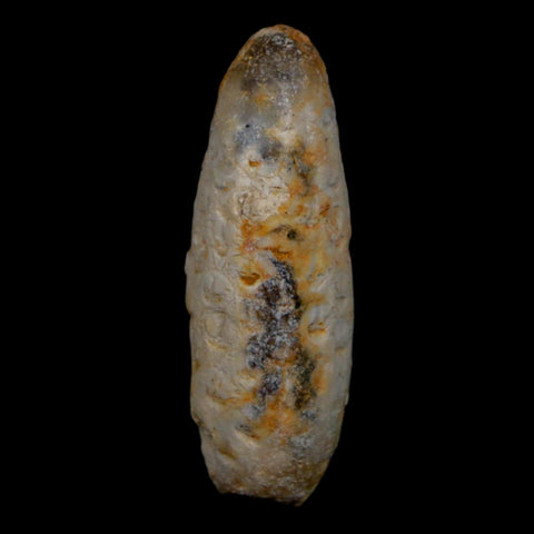 XL 2" Fossil Pine Cone Equicalastrobus Replaced By Agate Eocene Age Seeds Fruit