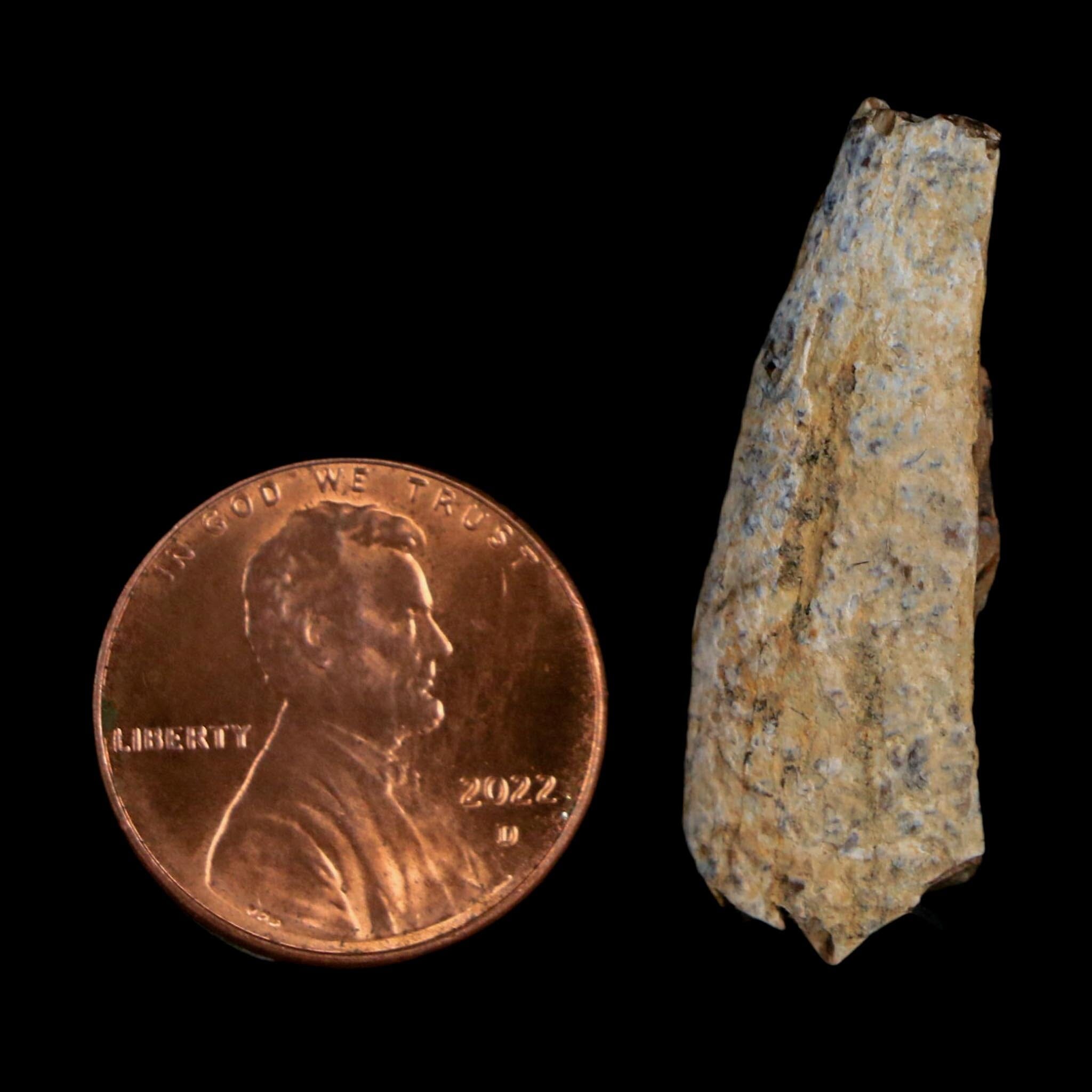 1.3" Tyrannosaurus Rex Fossil Tooth Section Lance Creek Cretaceous Dinosaur WY COA