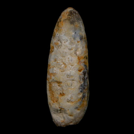 XL 2" Fossil Pine Cone Equicalastrobus Replaced By Agate Eocene Age Seeds Fruit
