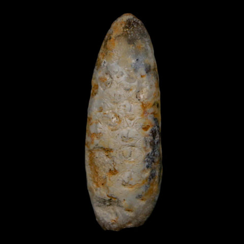 XL 2" Fossil Pine Cone Equicalastrobus Replaced By Agate Eocene Age Seeds Fruit