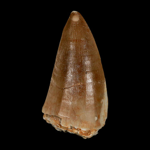 XL 2.1" Tylosaurus Mosasaur Fossil Tooth Cretaceous Dinosaur Era COA, Stand