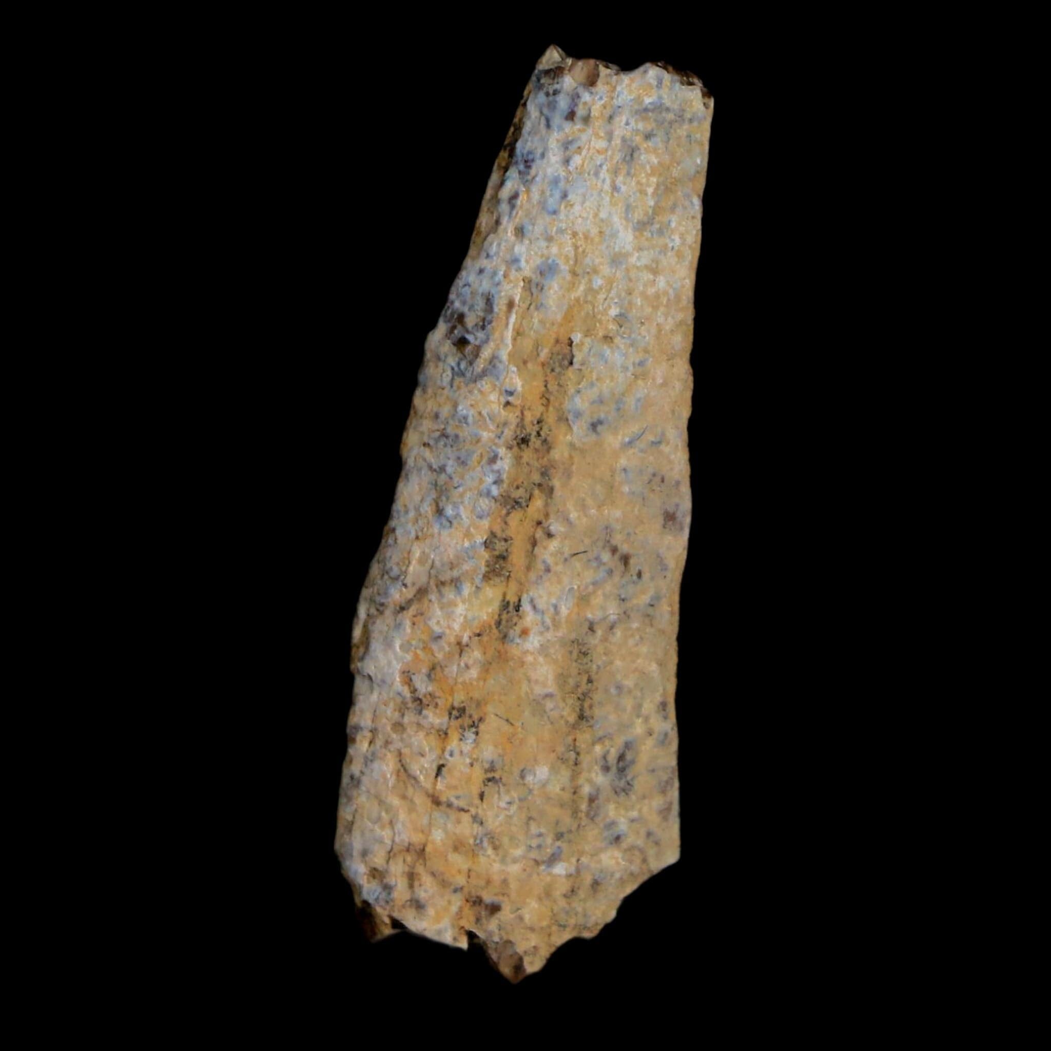 1.3" Tyrannosaurus Rex Fossil Tooth Section Lance Creek Cretaceous Dinosaur WY COA