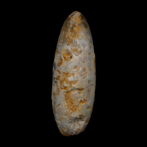 XL 2" Fossil Pine Cone Equicalastrobus Replaced By Agate Eocene Age Seeds Fruit