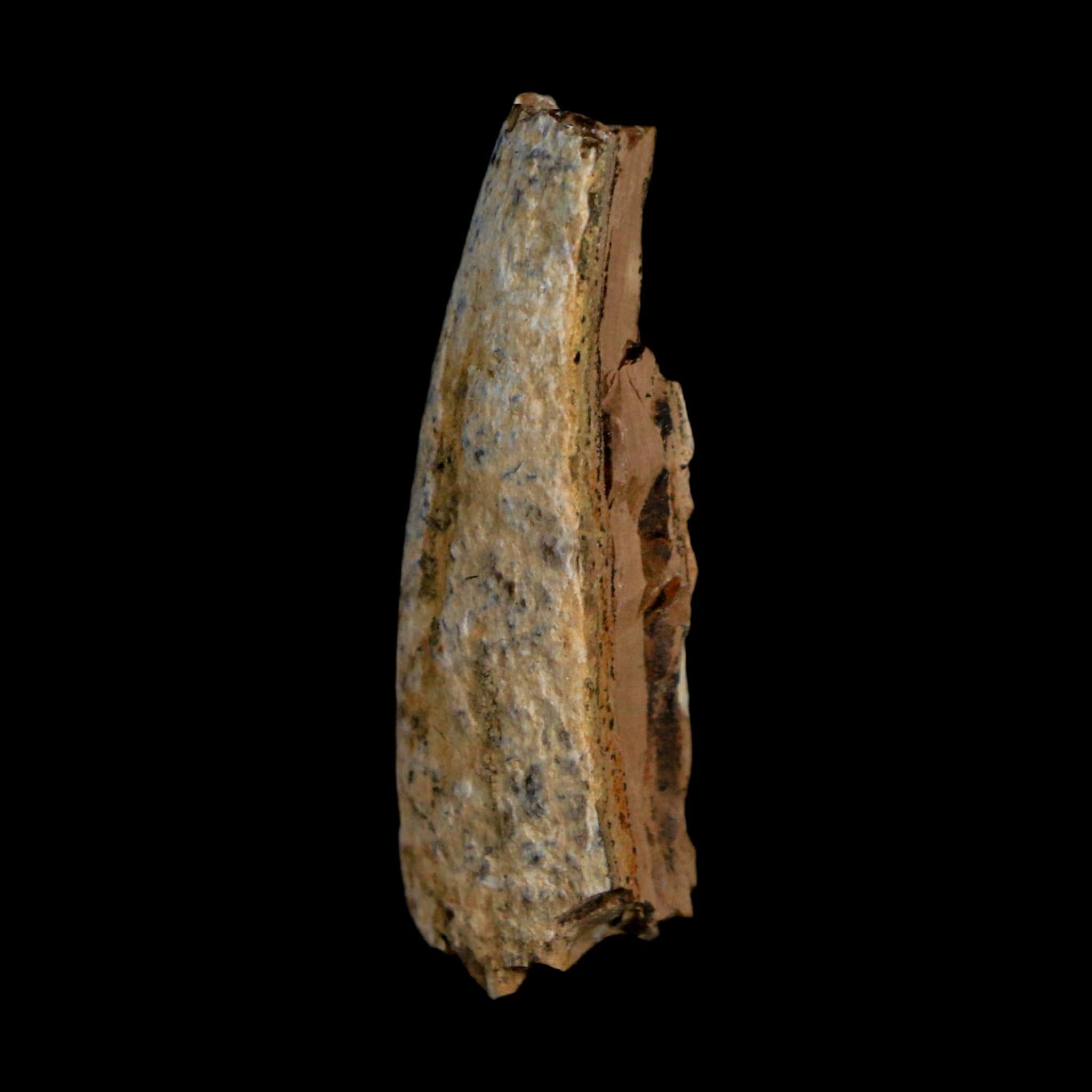13 Tyrannosaurus Rex Fossil Tooth Section Lance Creek Cretaceous