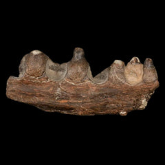 Pachyrhizodus Fish Collection