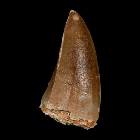 XL 2.1" Tylosaurus Mosasaur Fossil Tooth Cretaceous Dinosaur Era COA, Stand