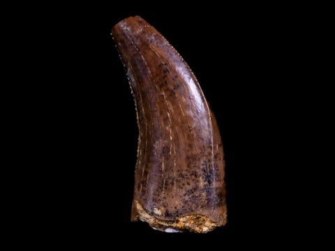 0.5" Tyrannosaurus Rex Fossil Serrated Tooth Dinosaur Hell Creek FM MT COA Display - Fossil Age Minerals