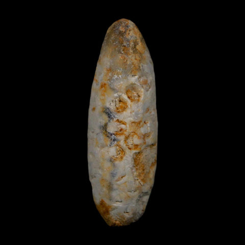 XL 2" Fossil Pine Cone Equicalastrobus Replaced By Agate Eocene Age Seeds Fruit